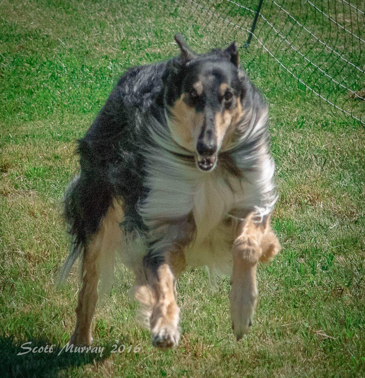 AKC FastCAT Carroll Kennel Club