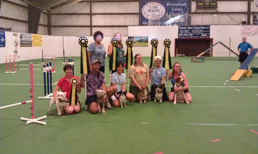 Novice Open AKC Agility Trial Carroll Kennel Club